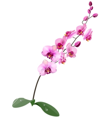 Wallpapers Pink Orchid Clipart-Wallpapers Pink Orchid Clipart-16