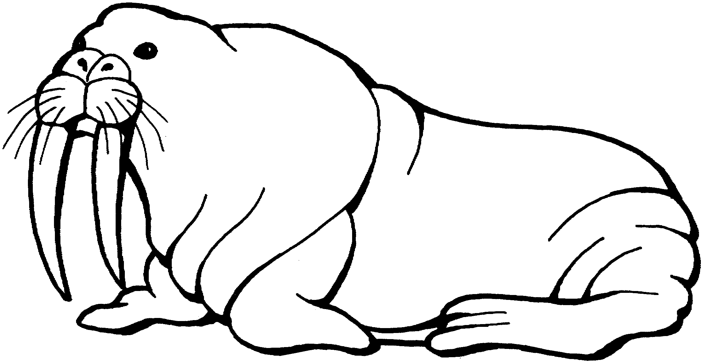 Walrus Clip Art-Walrus Clip Art-7