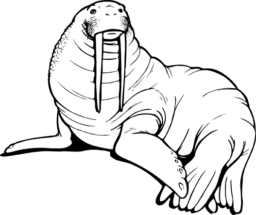 Walrus Clip Art-Walrus Clip Art-9
