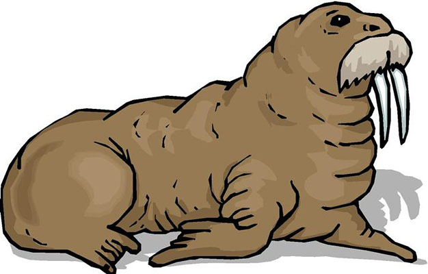 Walrus Clip Art-Walrus Clip Art-10