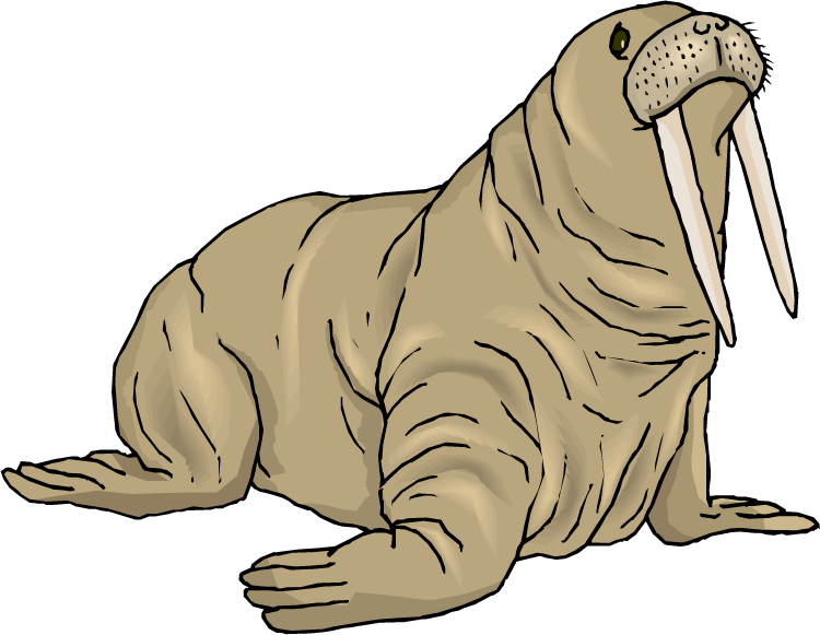 Walrus Clip Art-Walrus Clip Art-11