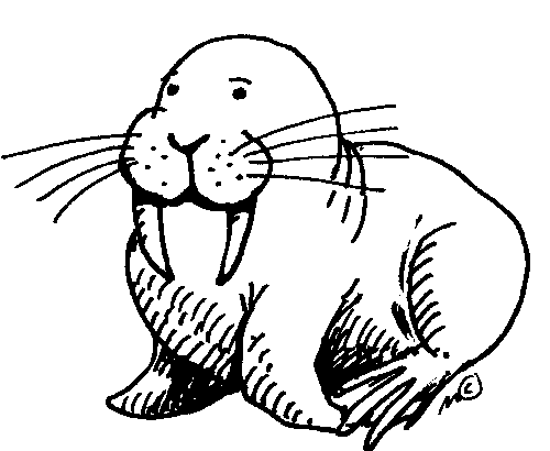 Walrus-walrus-17