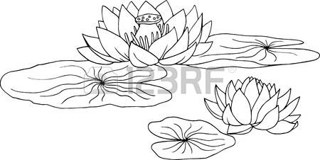 Lotus, Water Lily Flowers And Leaves, Ha-lotus, water lily flowers and leaves, hand drawn vector illustration-8
