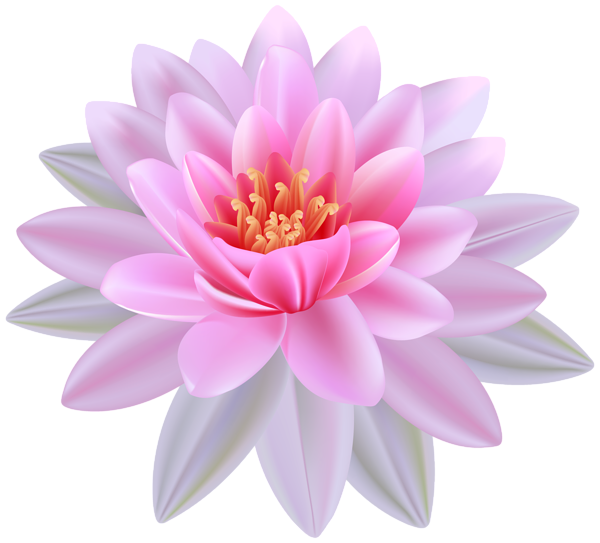 Pink Water Lily PNG Clipart Image-Pink Water Lily PNG Clipart Image-10