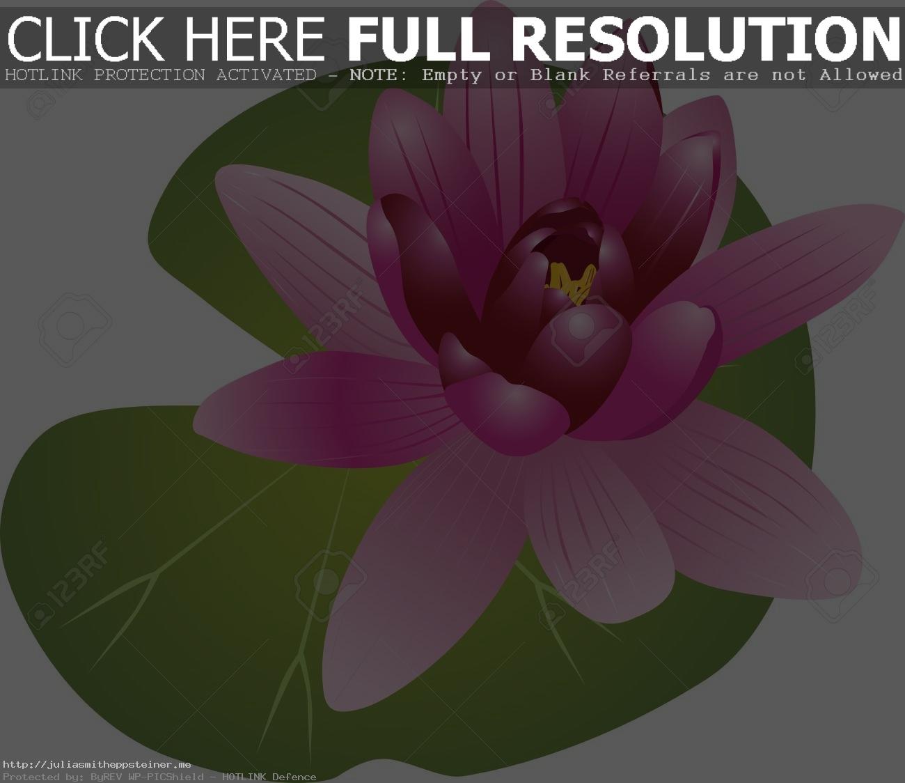 Water Lily Clipart 3 Station-Water Lily Clipart 3 Station-12