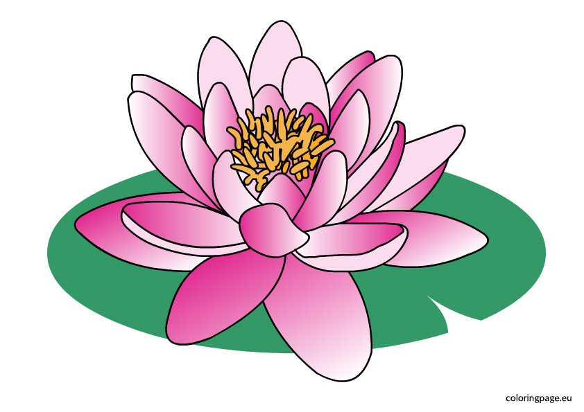 Water Lily Clipart-Water lily clipart-13
