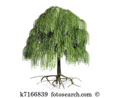 Wheeping Willow With Roots-Wheeping willow with roots-9