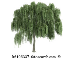 Willow Or Salix-Willow or Salix-11