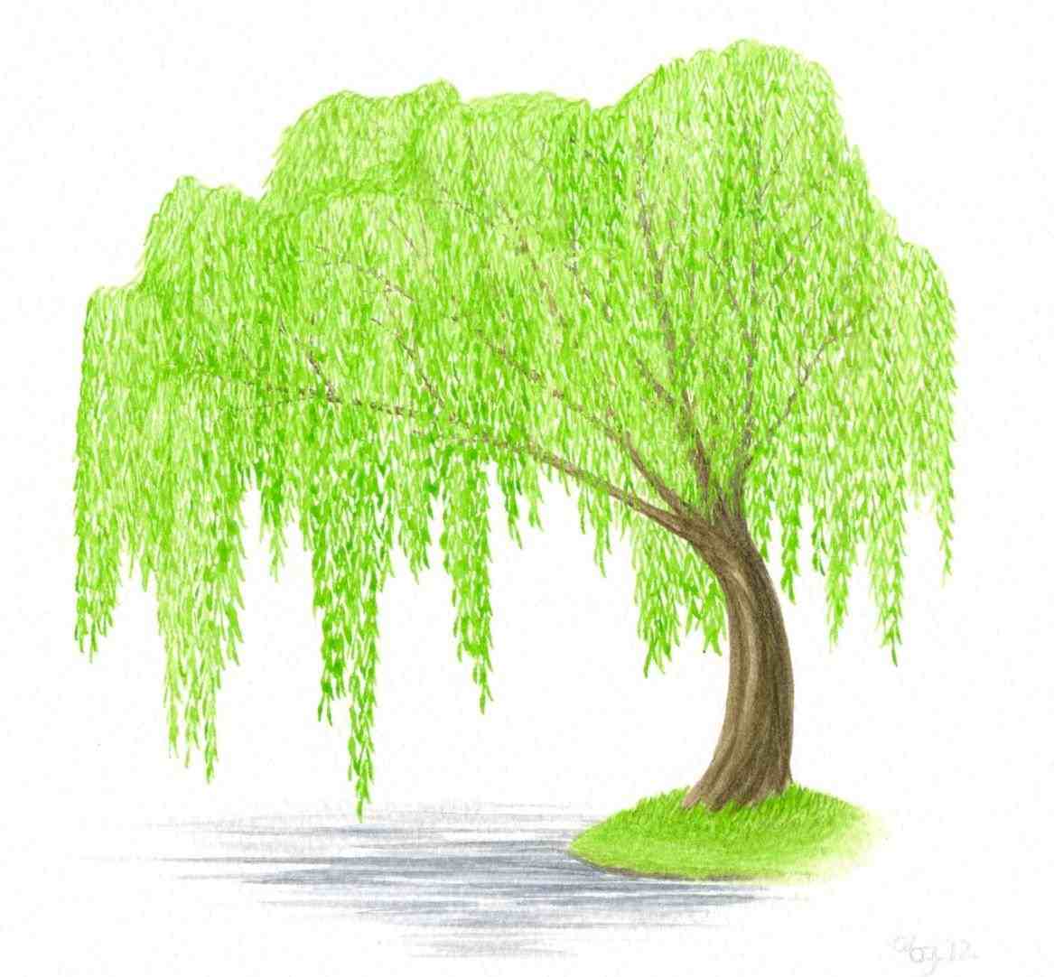 Willow Tree Clip Art-Willow Tree Clip Art-12