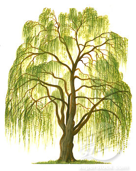 Willow Tree Drawing Cill Willow Flamekee-Willow Tree Drawing Cill Willow Flamekeepers-15
