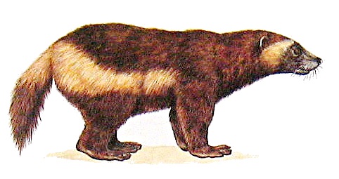 Wolverine Clipart-Clipartlook.com-482-Wolverine Clipart-Clipartlook.com-482-2