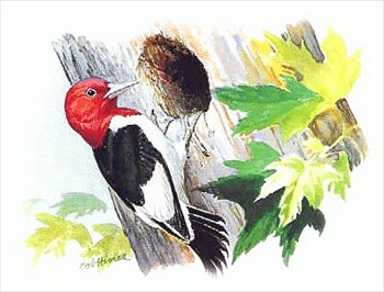 ... Woodpecker Clipart; Woodpecker Clipa-... Woodpecker Clipart; Woodpecker Clipart-16