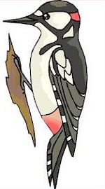 Woodpecker-Woodpecker-18