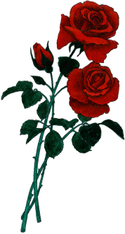 You Are Here: Home Roses Clipart-You Are Here: Home Roses Clipart-18